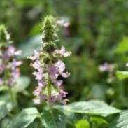 Tulsi Plant