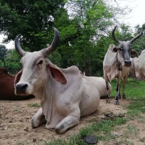 Desi Cow