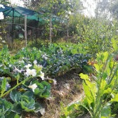 Vegetable Garden