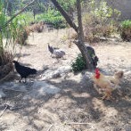 Chicken Farming